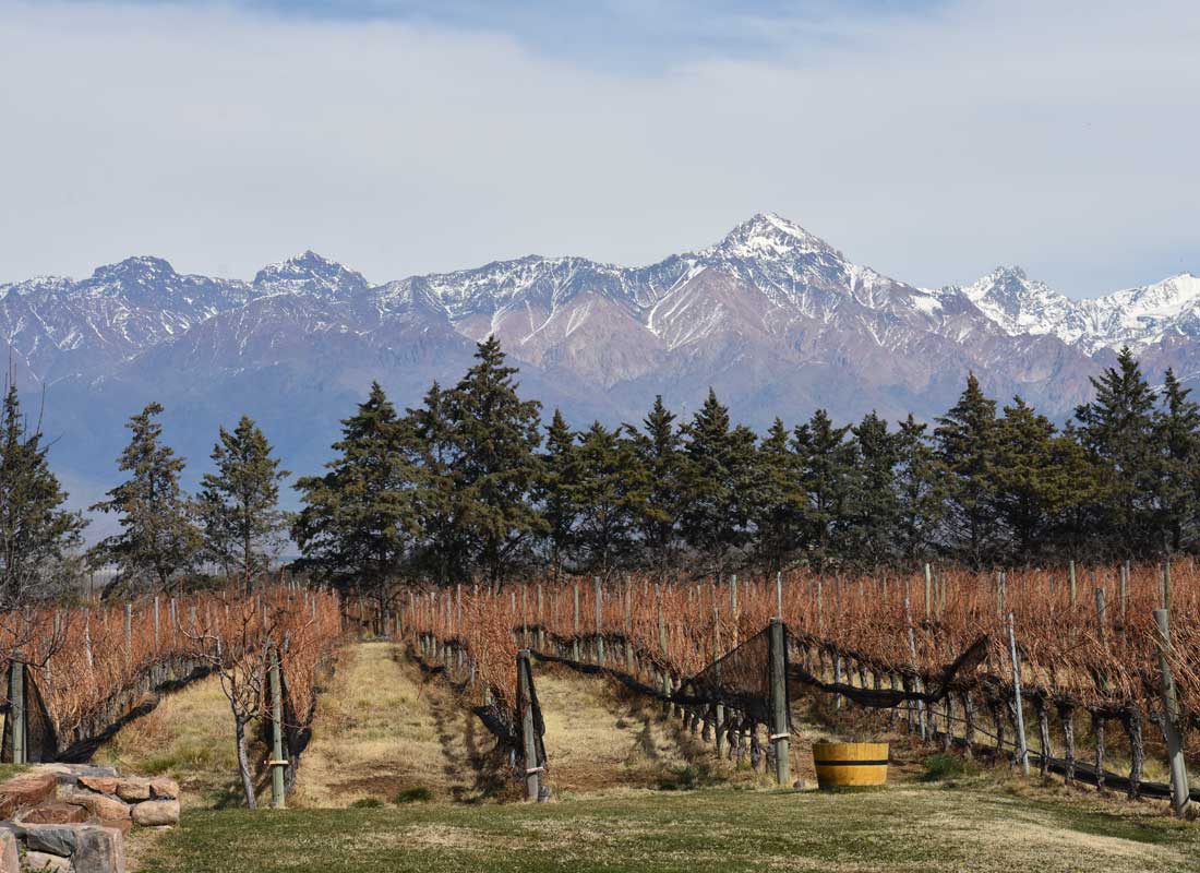 High-altitude vineyards of around 1400m.