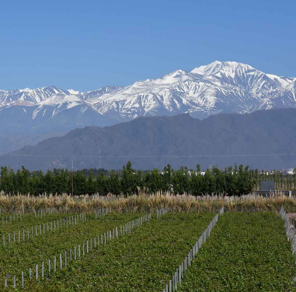 High-altitude vineyards framed by the impressive Andes mountain range