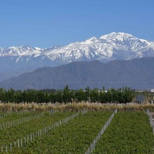 High-altitude vineyards framed by the impressive Andes mountain range