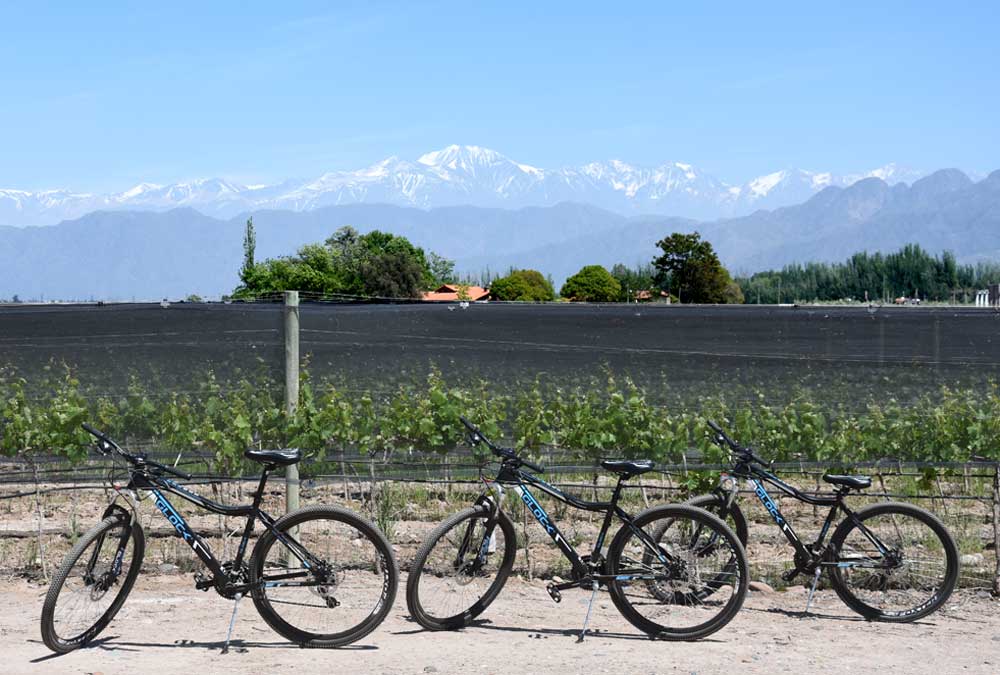 Bike ride within the vineyards on our Laid Back Wine Tour